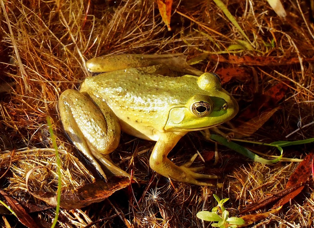 Reichert Nature Preserve Parking | 400 Tiplady Rd, Pinckney, MI 48169, USA | Phone: (734) 302-5263