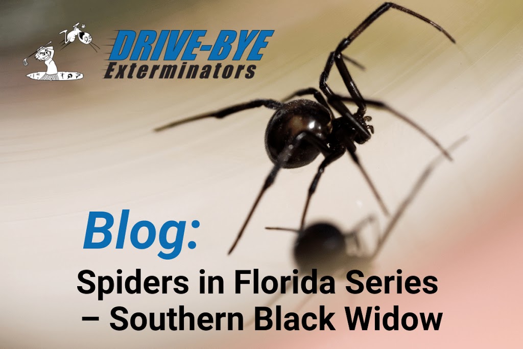 Drive-Bye Exterminators | 3444 Northridge Dr, Clearwater, FL 33761, USA | Phone: (727) 787-2127