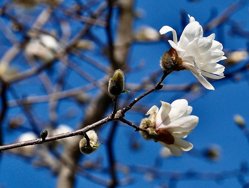 Eugene H. Hagel Arboretum | 61st Avenue North and, Major Ave N, Brooklyn Center, MN 55430, USA | Phone: (763) 561-2760