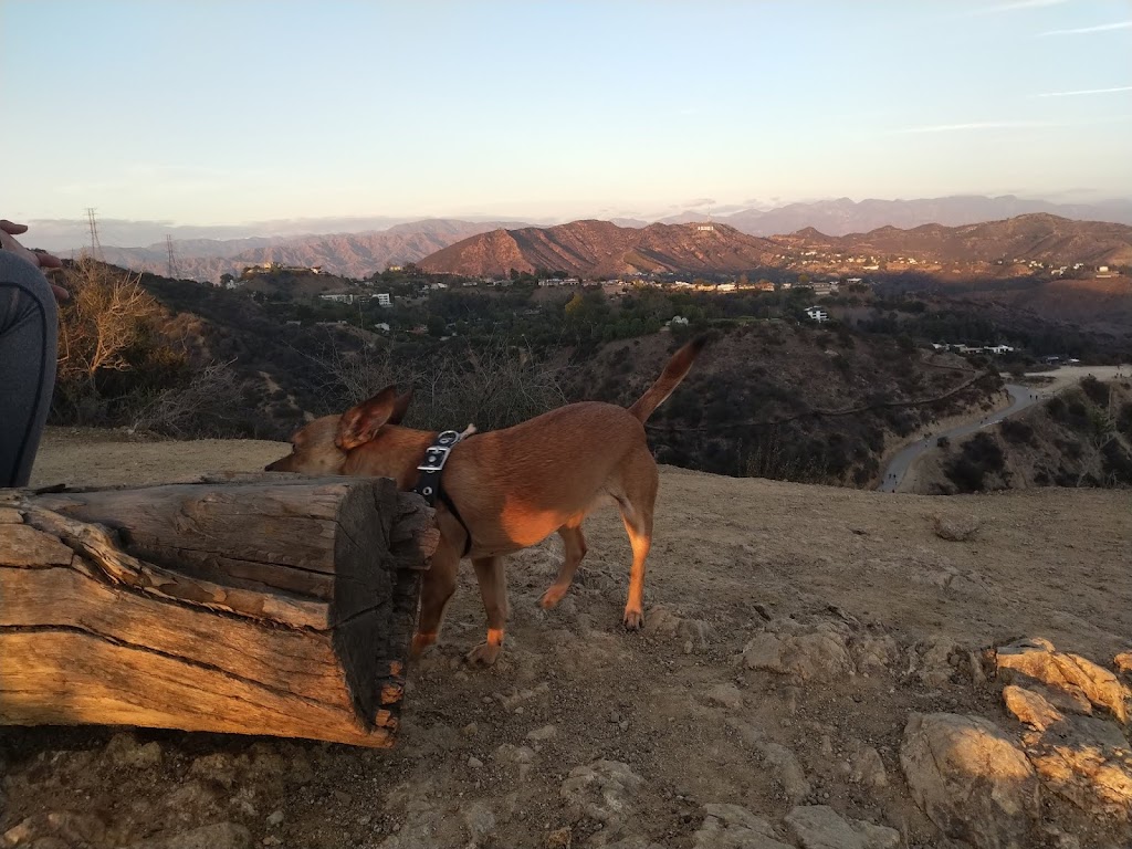 Runyon Canyon Flag | W Ridge Hiking Trail, Los Angeles, CA 90046, USA | Phone: (310) 903-8718