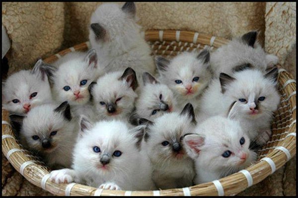 Purr Avida Ragdolls | 4703 S Jasper St, Aurora, CO 80015, USA | Phone: (303) 594-0043