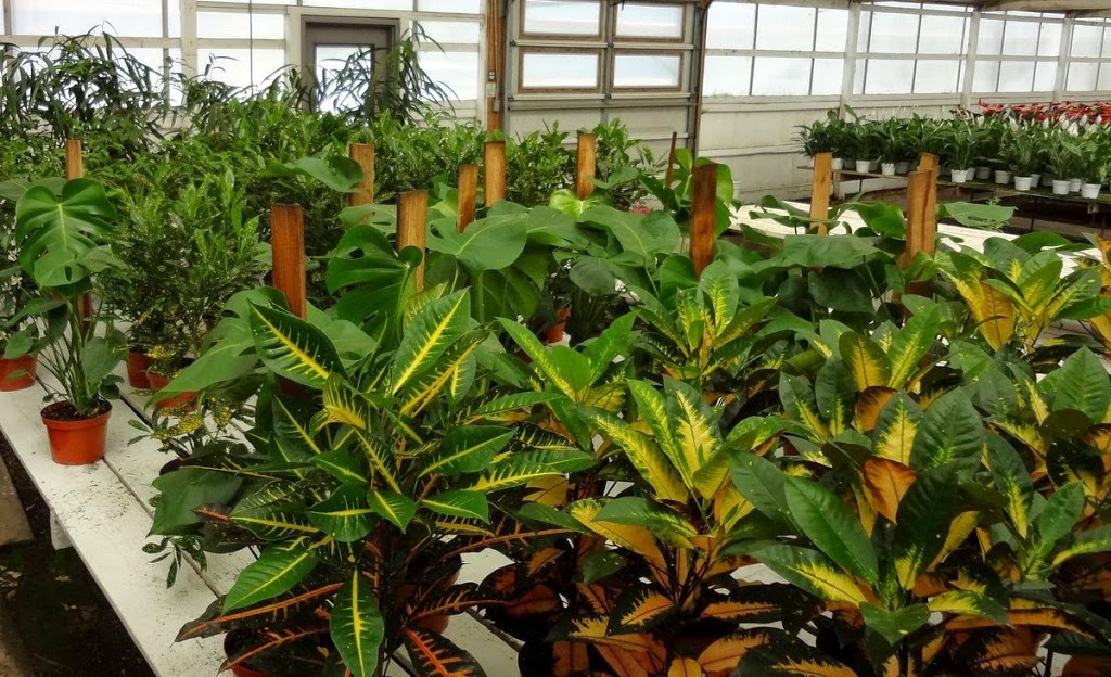 Park Greenhouse Garden Center | 12813 W Ripon Rd, Ripon, CA 95366, USA | Phone: (209) 599-3410