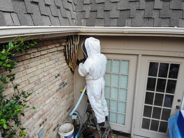 Bee Safe Bee Removal | 2212 La Ventana Pkwy, Driftwood, TX 78619, USA | Phone: (512) 572-5574