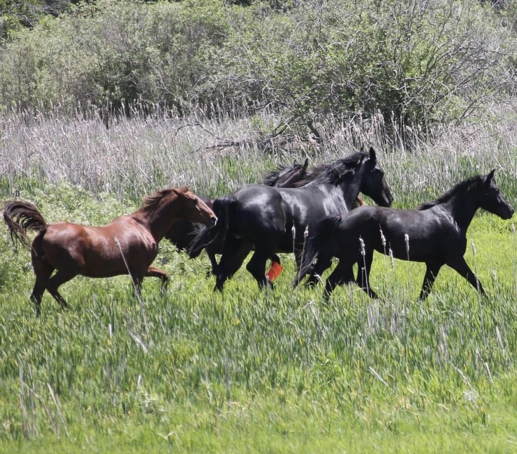 Horseplay Ranch | 21201 Larkin Rd, Hamel, MN 55340, USA | Phone: (763) 478-9106