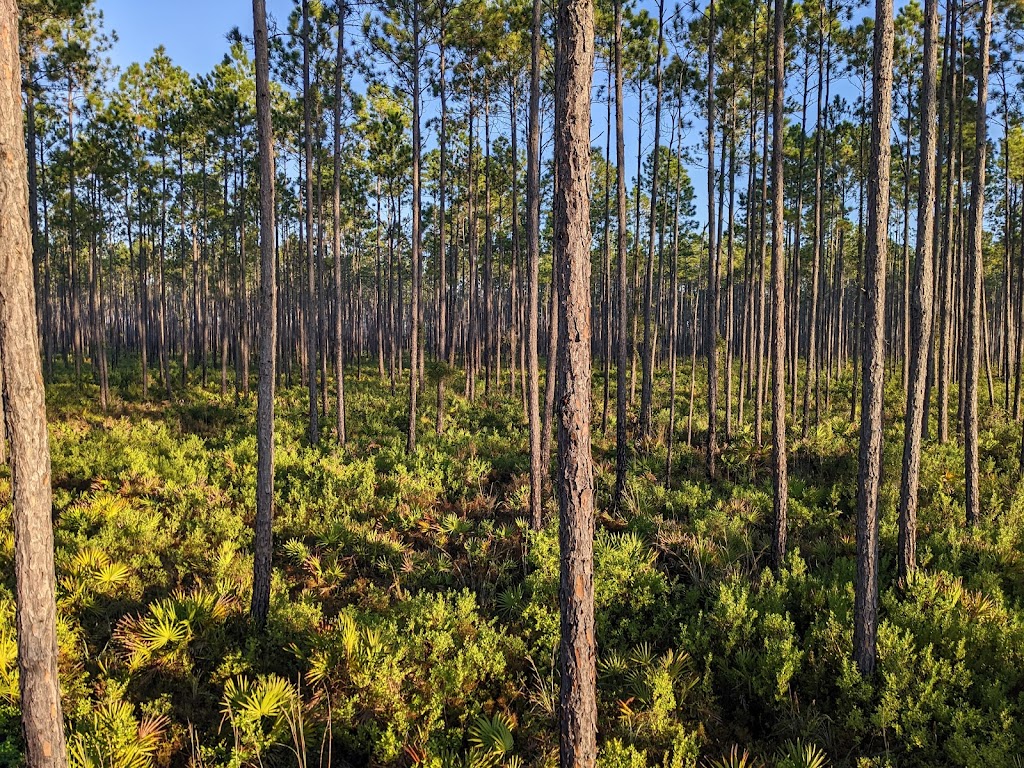 Belmore Wildlife Management Area | Green Cove Springs, FL 32043, USA | Phone: (904) 529-2357