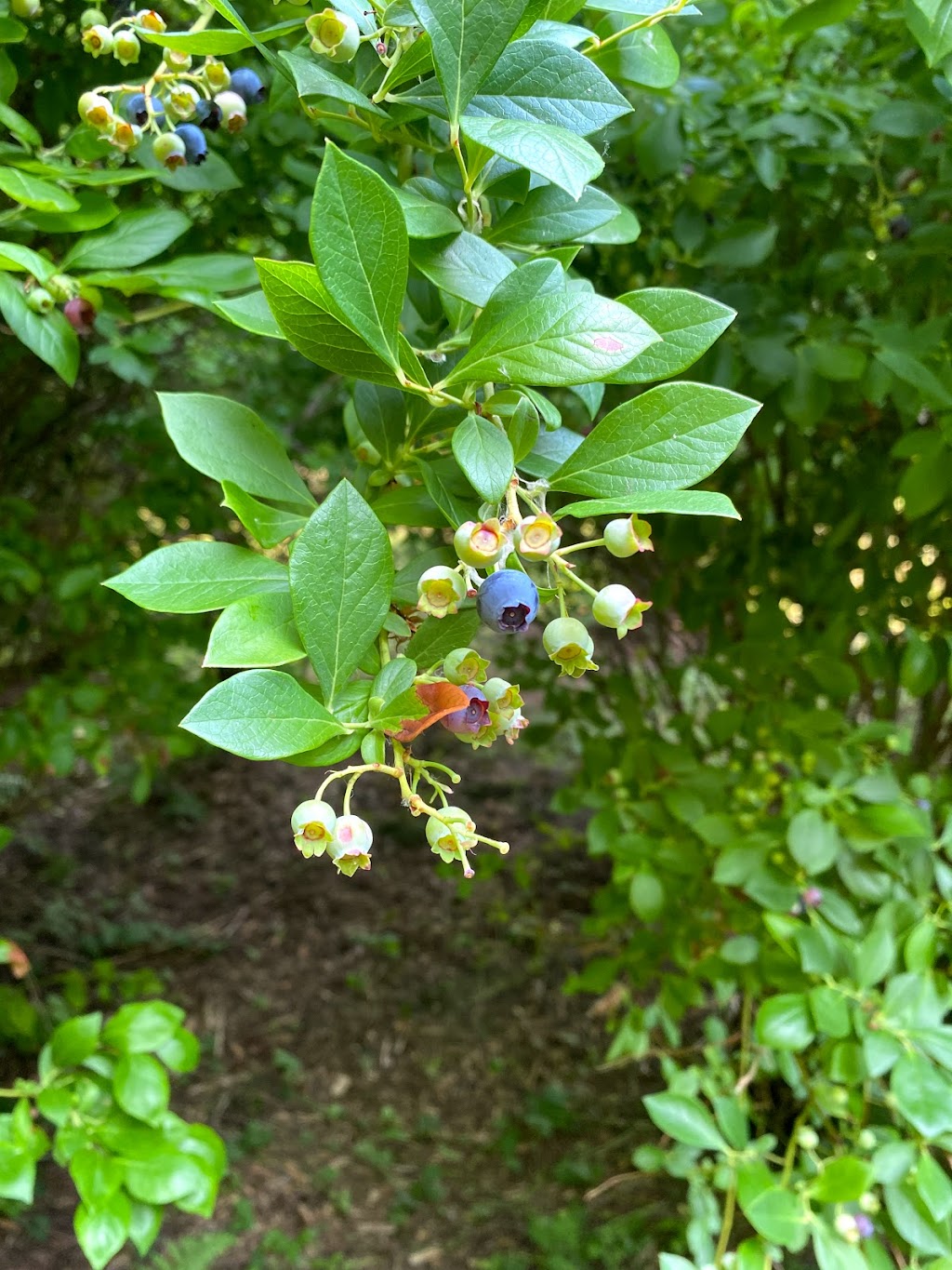 Pine Lake Blueberry Farm | 21509 SE 28th Ln, Sammamish, WA 98075, USA | Phone: (425) 270-9137