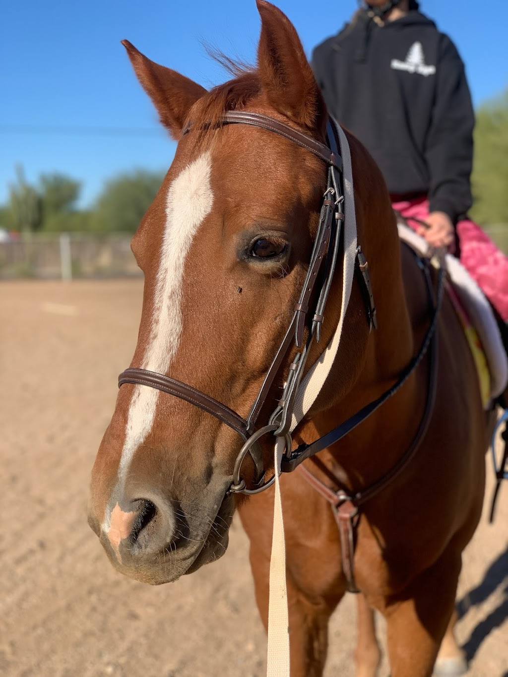 Sonoran Performance Horses | 29620 N 63rd St, Cave Creek, AZ 85331, USA | Phone: (602) 402-3360