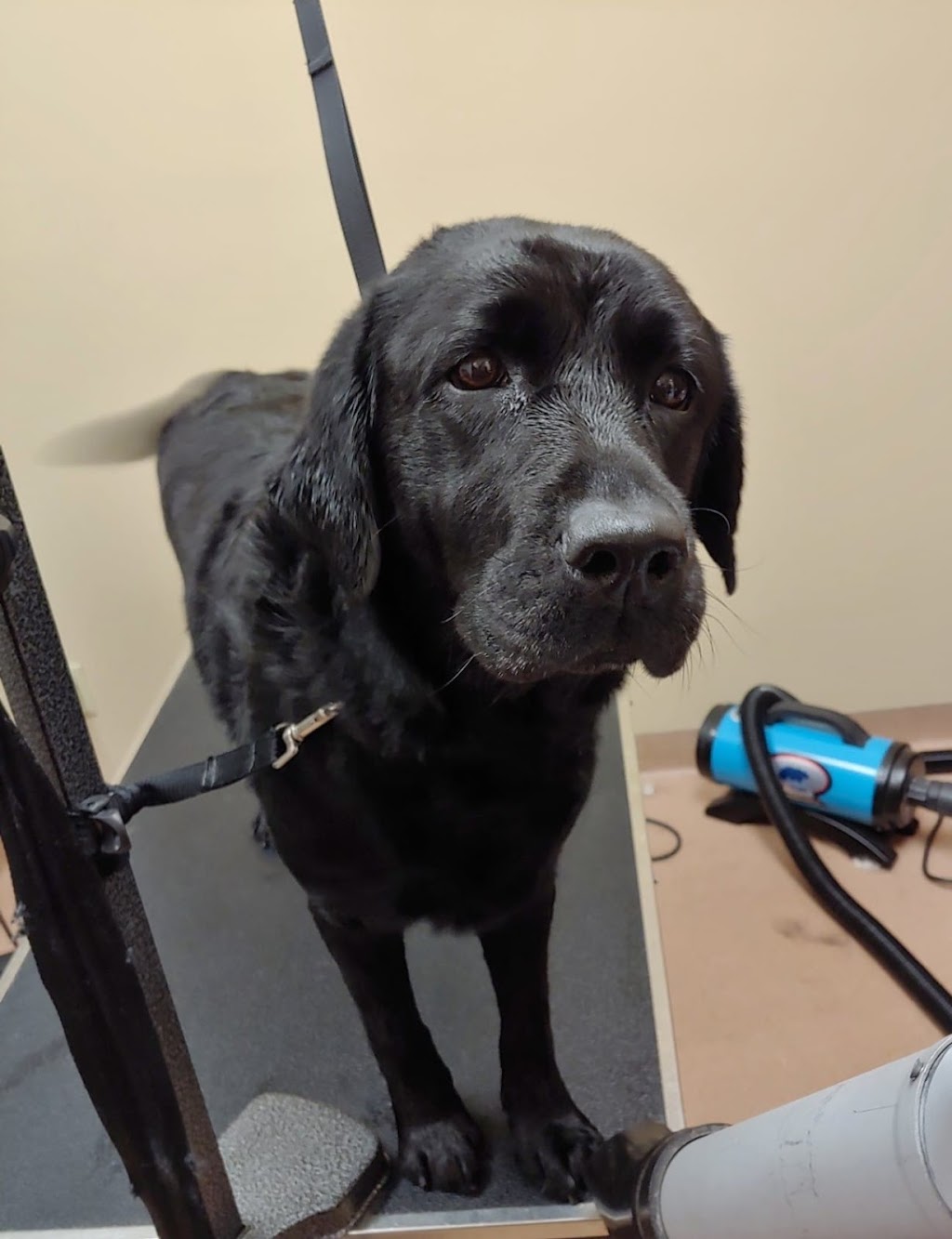 Akron Animal Hospital | 12638 Main St, Akron, NY 14001, USA | Phone: (716) 542-2208