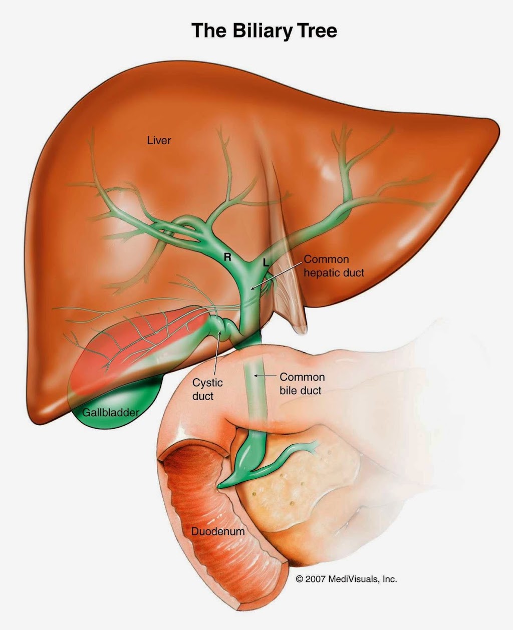 AZ TRANSPLANT ASSOCIATES | 2218 N 3rd St Ac, Phoenix, AZ 85004, USA | Phone: (602) 252-2543