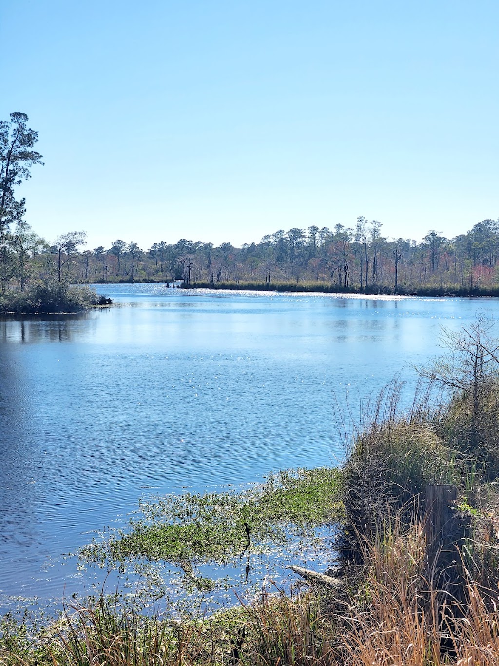 St Tammany Parish Trailhead | 28452 Balehi Rd, Lacombe, LA 70445, USA | Phone: (985) 882-3486