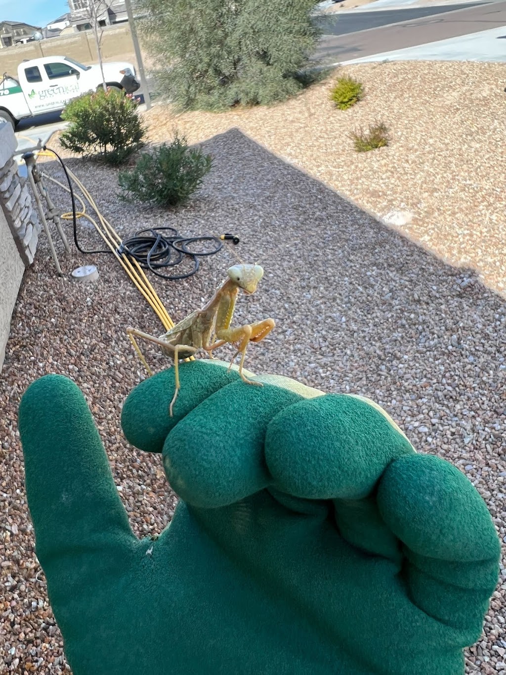 Greenleaf Pest Control | 13260 W Foxfire Dr #17, Surprise, AZ 85378 | Phone: (623) 399-9970