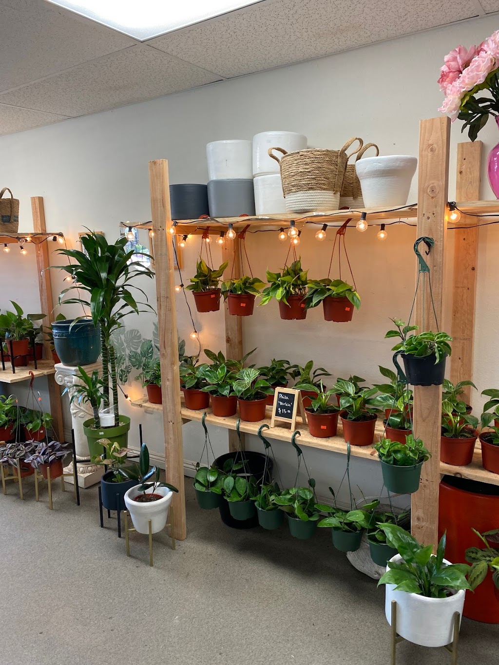 Fresh Indoor Plants | 1046 E 4th St, Ontario, CA 91764, USA | Phone: (909) 770-2098