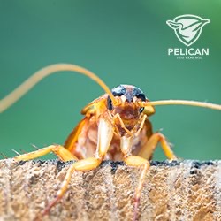 Pelican Pest Control | 17485 Opportunity Ave Building 2, Suite F, Baton Rouge, LA 70817 | Phone: (225) 424-2623