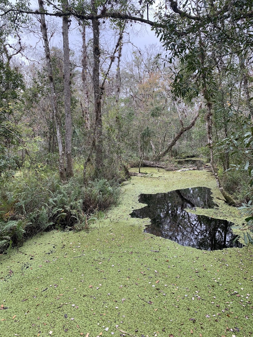 Brooker Creek Buffer Preserve | 18202 Patterson Rd, Odessa, FL 33556, USA | Phone: (813) 264-8513