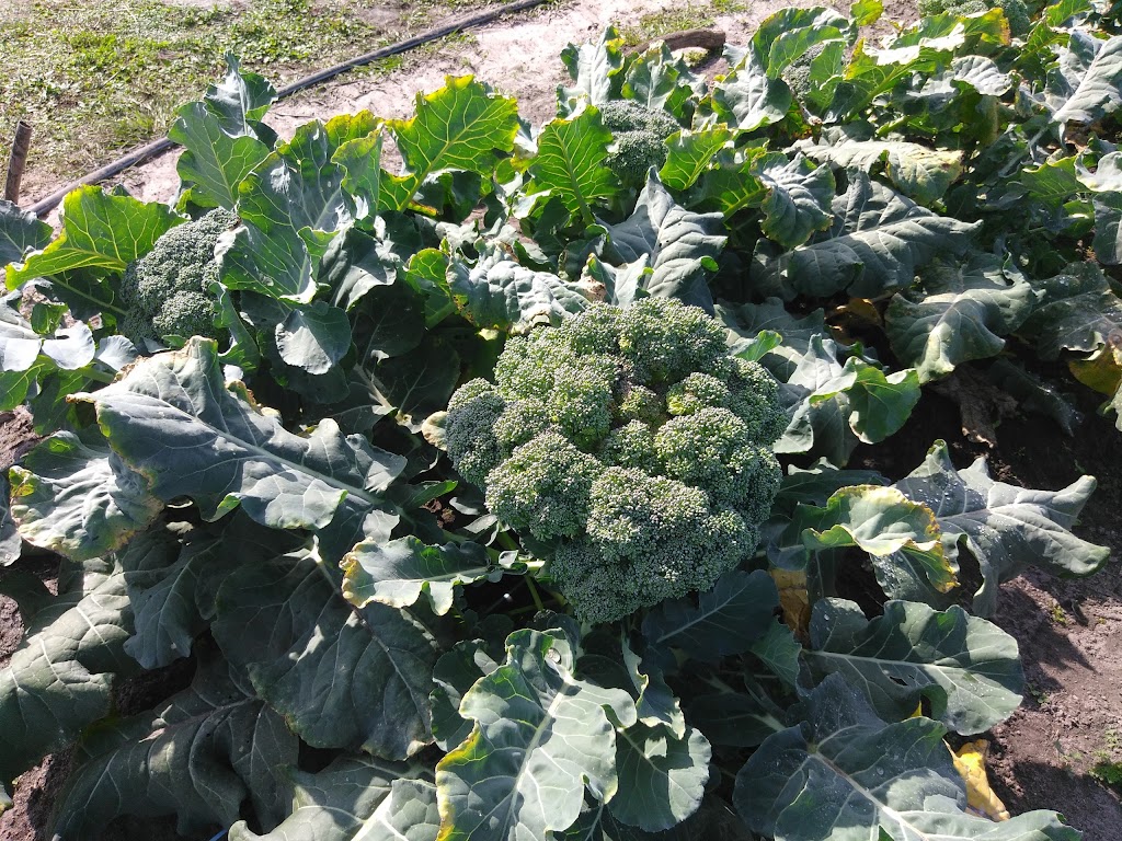 Auro Community Garden | 4095 Broad St, Brooksville, FL 34604, USA | Phone: (352) 238-9091