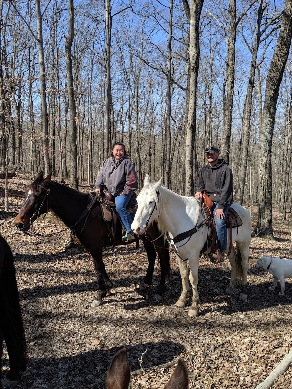 Shangri-La Horse training | 12515 IN-160, New Pekin, IN 47165, USA | Phone: (502) 648-6950