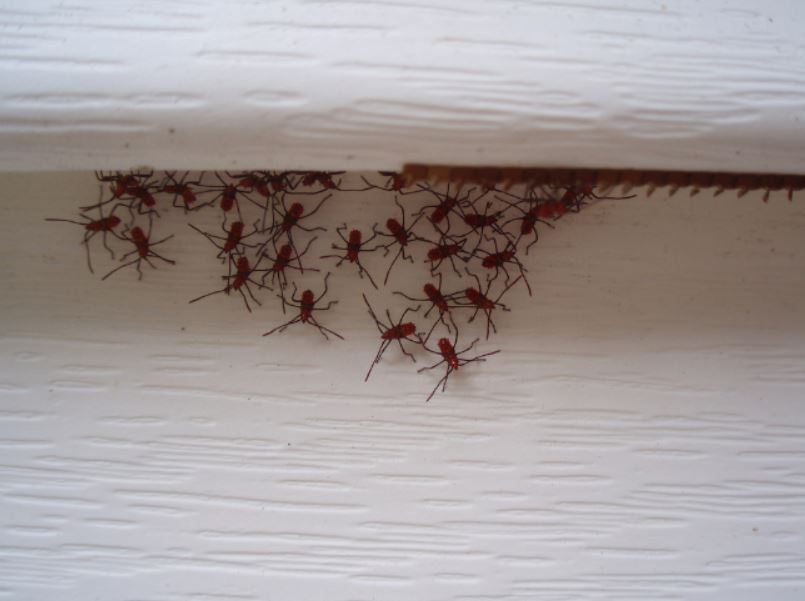 Allnone Pest Eliminators | 917 Sunset Dr, Antioch, CA 94509, USA | Phone: (800) 430-3778