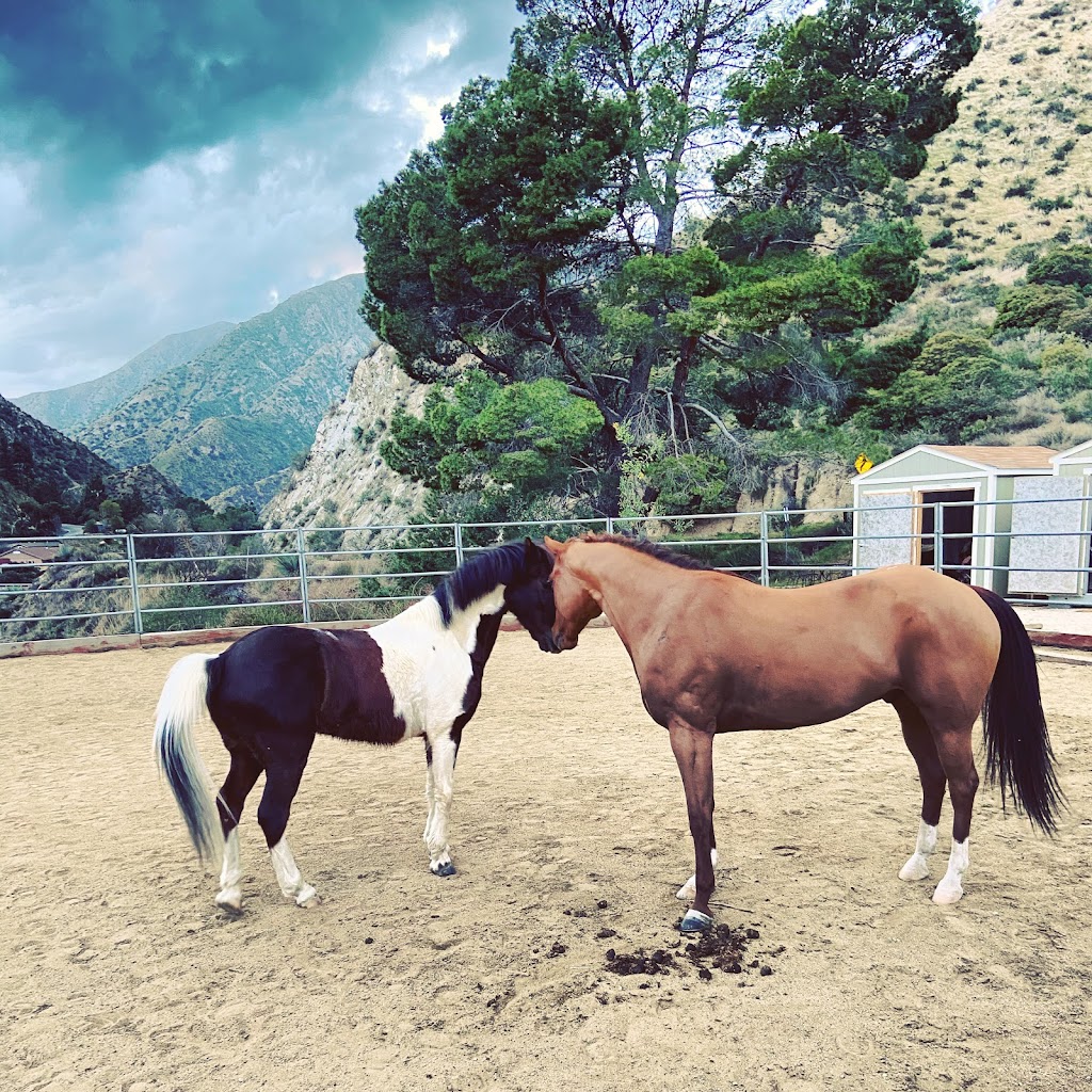 Epona Riding Academy and Natural Horsemanship | 11127 Orcas Ave, Sylmar, CA 91342, USA | Phone: (818) 568-2373