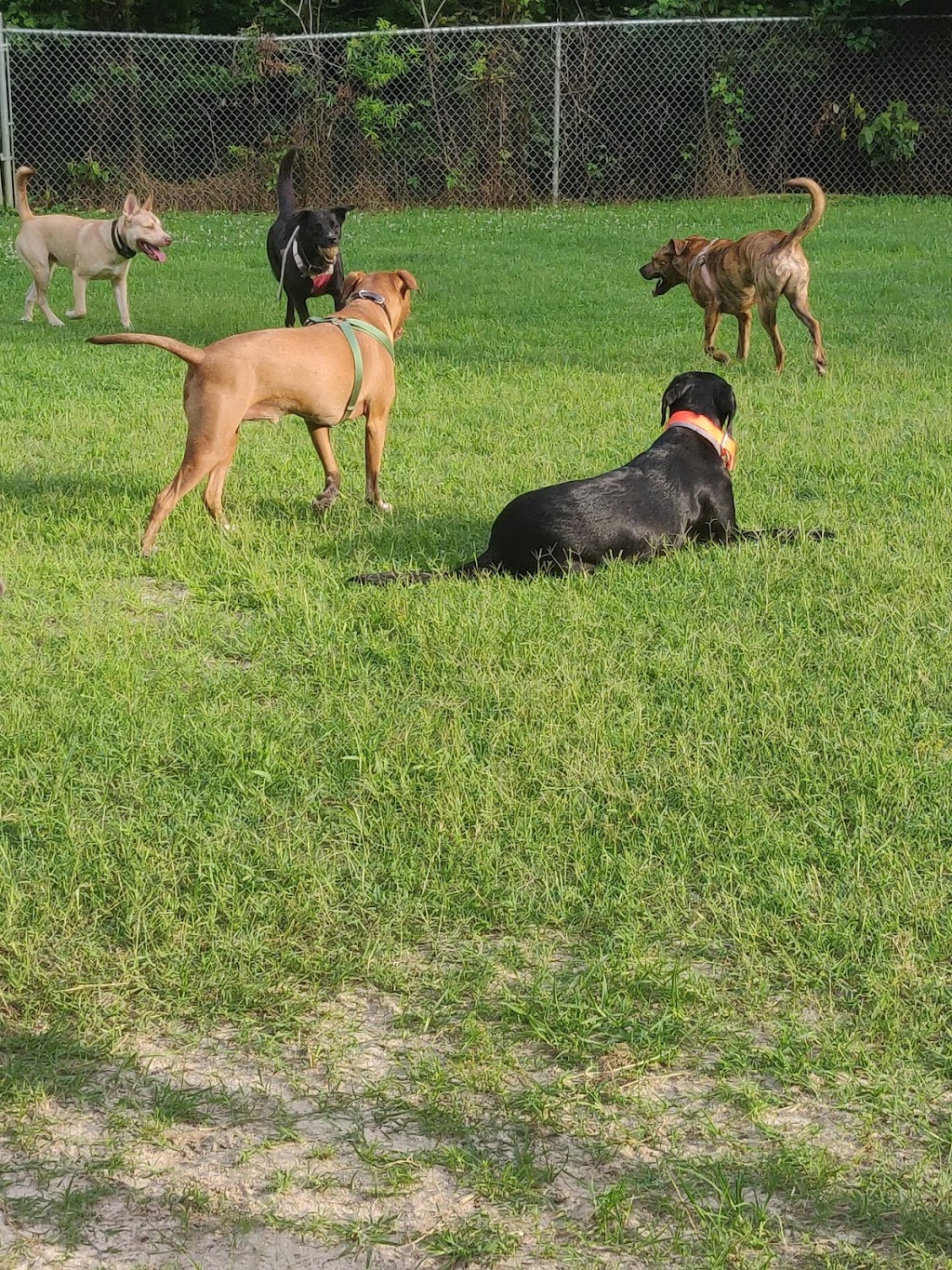 Fuquay-Varina Dog Park | 110 Woodland Dr, Fuquay-Varina, NC 27526, USA | Phone: (919) 552-1430