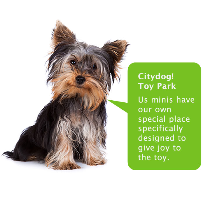 Citydog! Club | 1980 W El Camino Real suite b, Mountain View, CA 94040, USA | Phone: (650) 966-7767