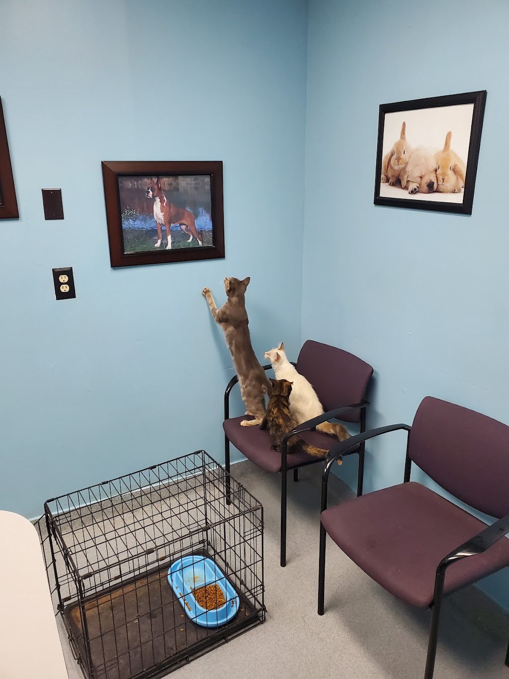 Newcastle Animal Hospital | 113 S Main St, Newcastle, OK 73065, USA | Phone: (405) 387-5684