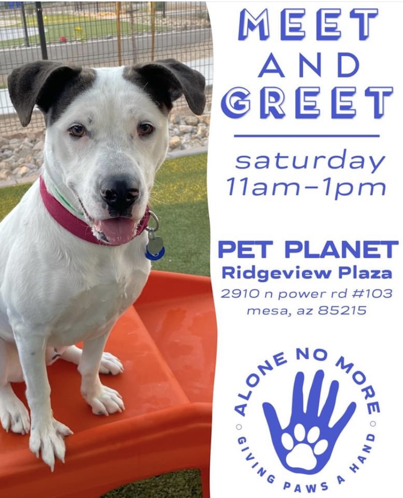 Pet Planet Ridgeview Plaza | 2910 N Power Rd #103, Mesa, AZ 85215, USA | Phone: (480) 218-5415