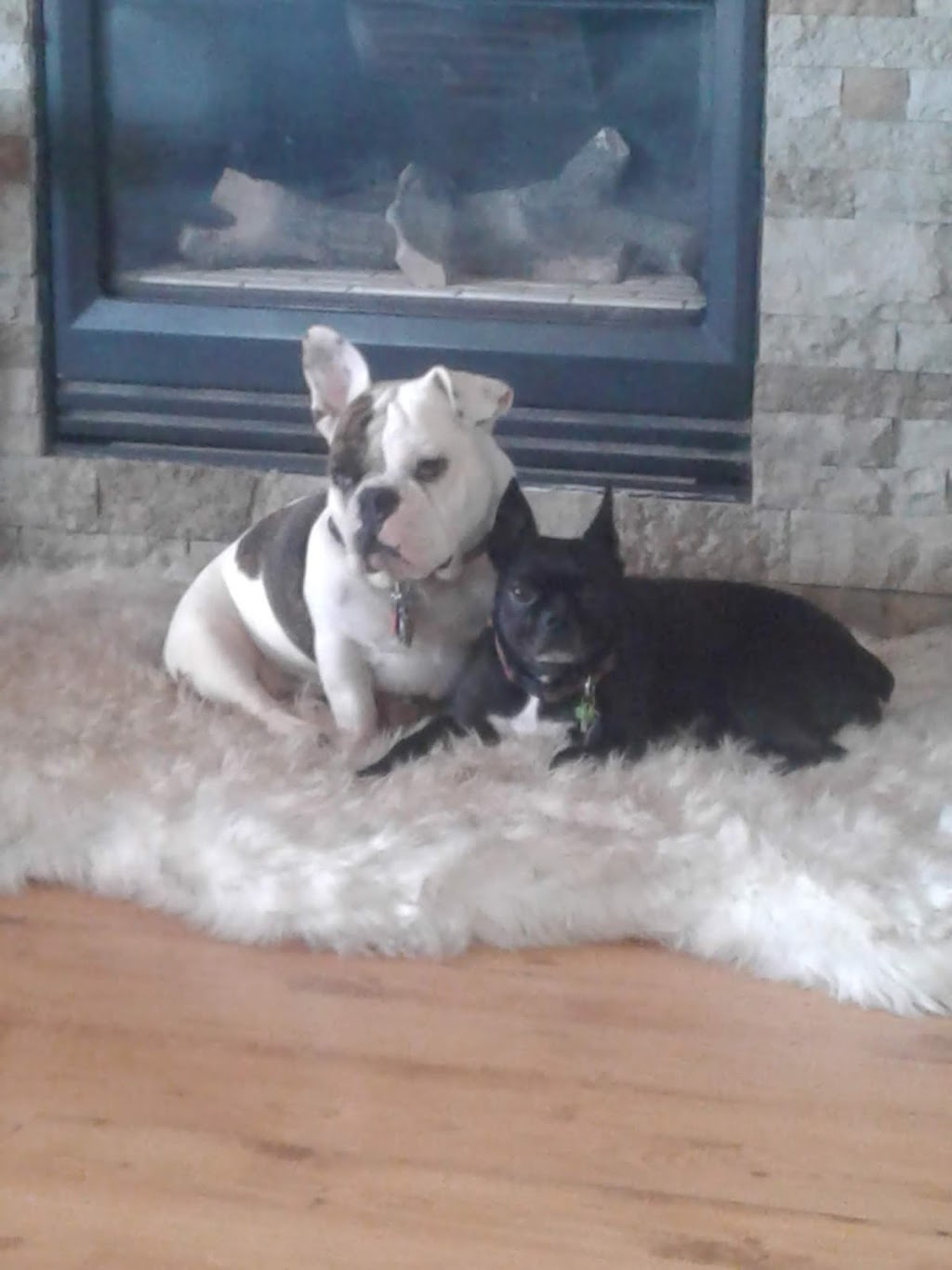 Fountain Valley Animal Hospital | 311 Main St, Colorado Springs, CO 80911, USA | Phone: (719) 392-4213