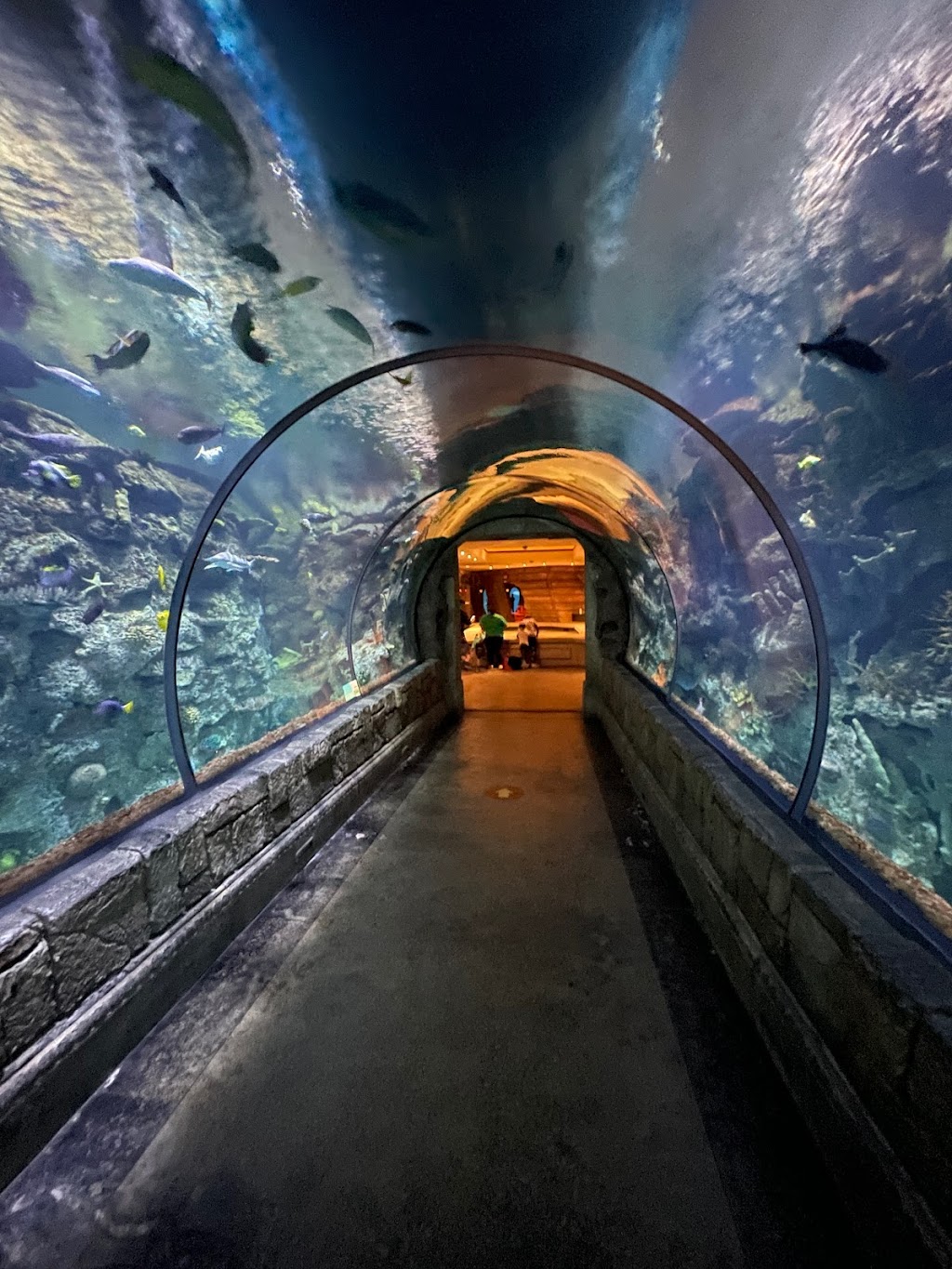 Shark Reef Aquarium at Mandalay Bay | 3950 S Las Vegas Blvd, Las Vegas, NV 89119, USA | Phone: (702) 632-4555