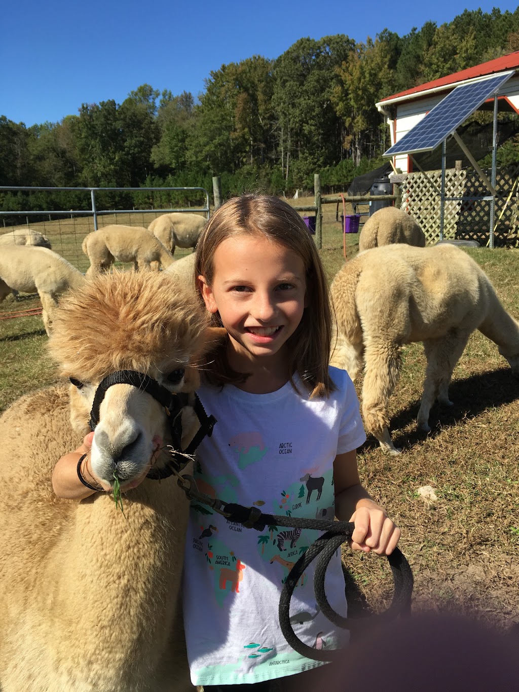 Alpacas at Cherry Run, LLC | 79 Vista Ridge Dr, Willow Spring, NC 27592 | Phone: (919) 622-0339