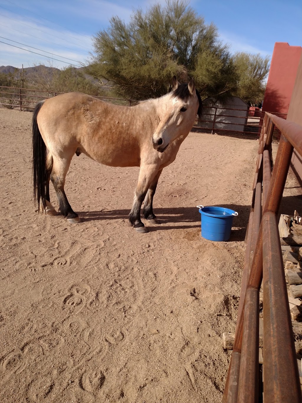 Copper Ridge Equine, LLC | 37506 N 11th Ave, Phoenix, AZ 85086, USA | Phone: (480) 281-5682