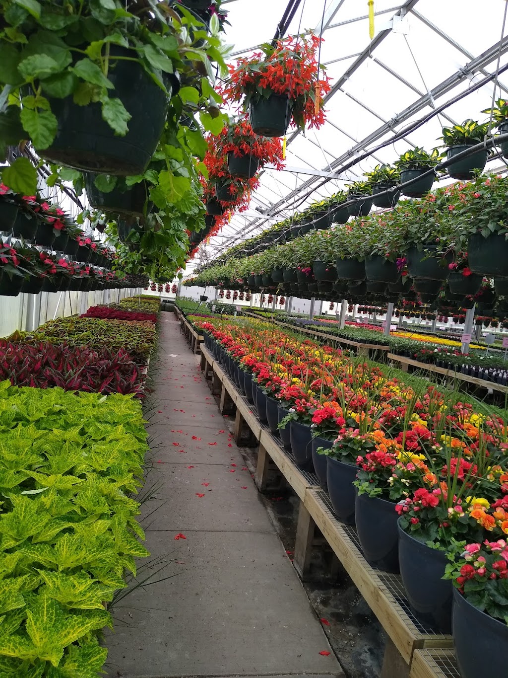 Eisele Greenhouse Inc | 8350 160th St W, Lakeville, MN 55044, USA | Phone: (952) 432-7435