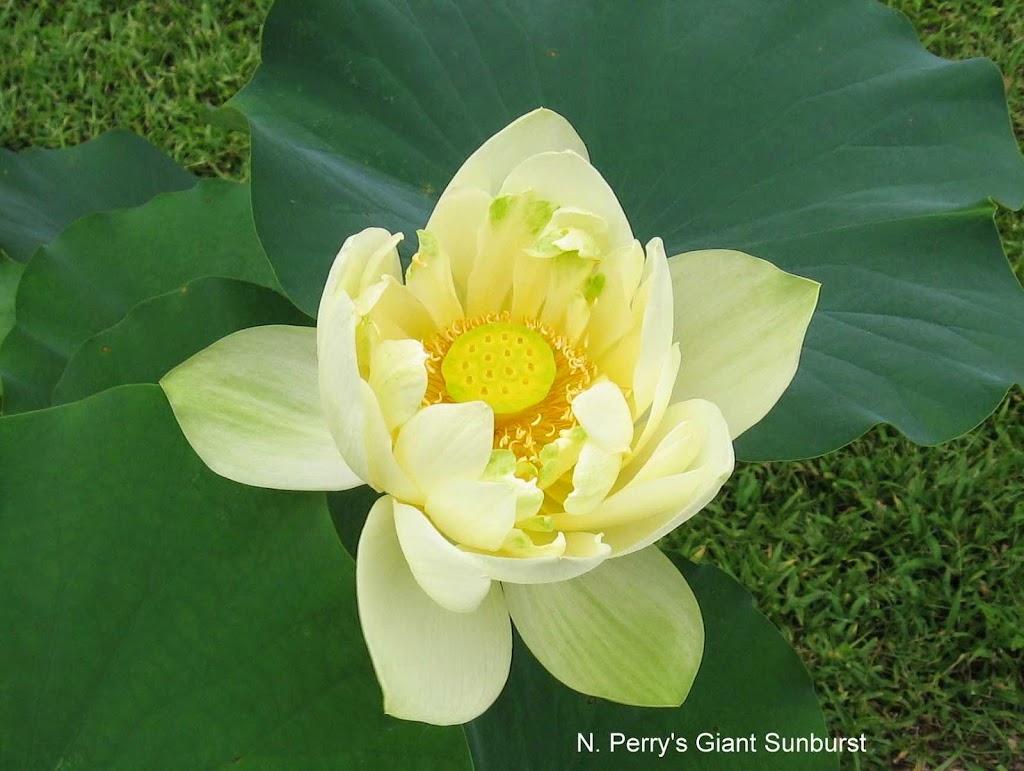 Wonderful Water Lilies | 5227 Box Turtle Cir, Sarasota, FL 34232, USA | Phone: (941) 378-9146