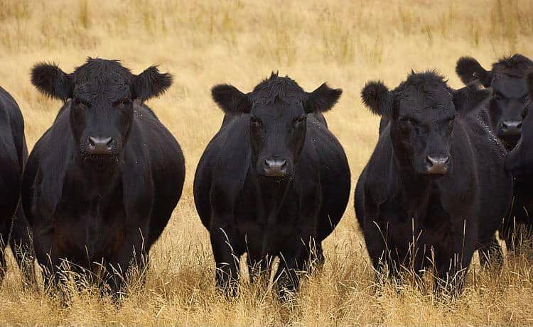 S/Y Beef Market | 16490 OK-20, Claremore, OK 74017, USA | Phone: (918) 341-2200