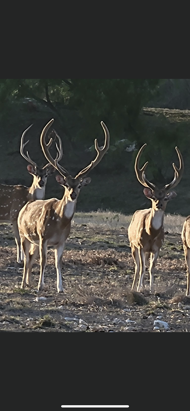 Shaw Family Ranch | Las Lomas Rd, Freer, TX 78357, USA | Phone: (210) 889-2559