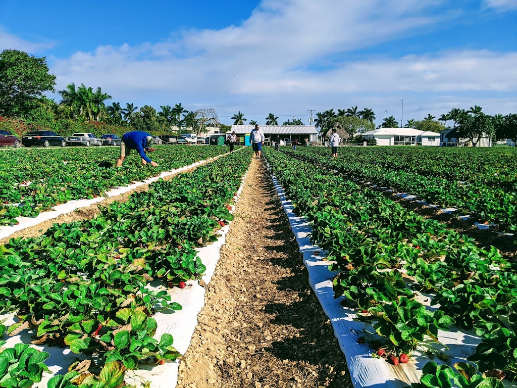 Knaus Berry Farm | 15980 SW 248th St, Homestead, FL 33031, USA | Phone: (305) 247-0668