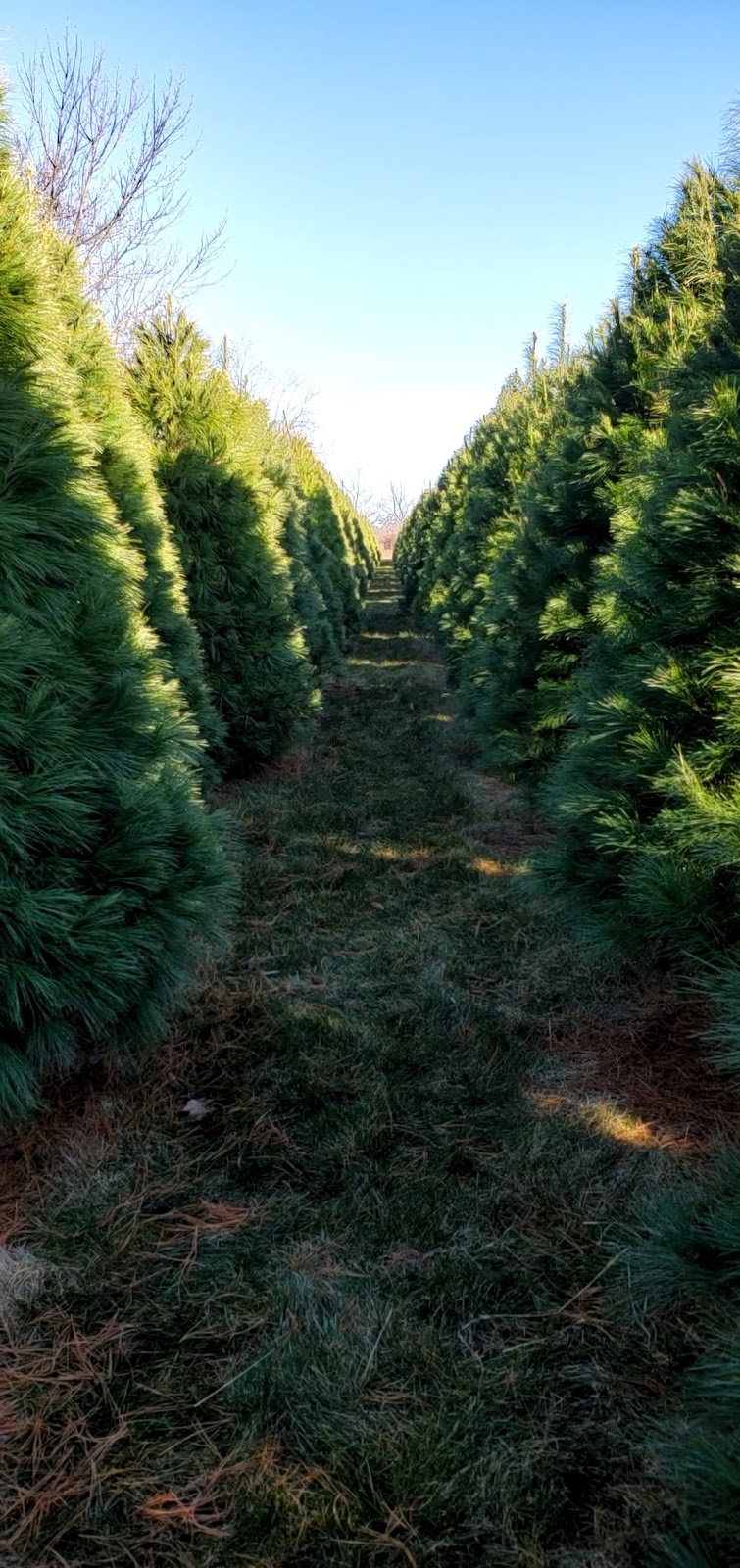 Crossen Christmas Tree Farm | 1198 Judge Rd, Basom, NY 14013, USA | Phone: (585) 813-8701