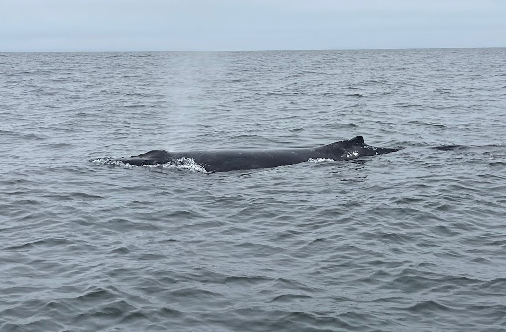 San Francisco Whale Tours | Pier 39, San Francisco, CA 94133, USA | Phone: (415) 706-7364