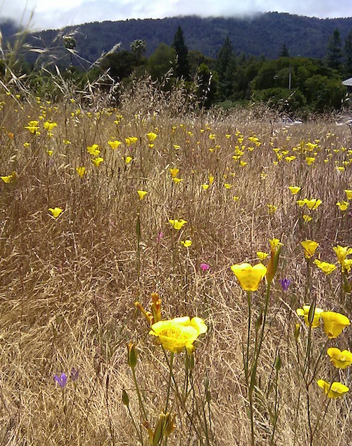 Kite Hill Wildflower Preserve | Jane Dr, Woodside, CA 94062, USA | Phone: (650) 851-6790