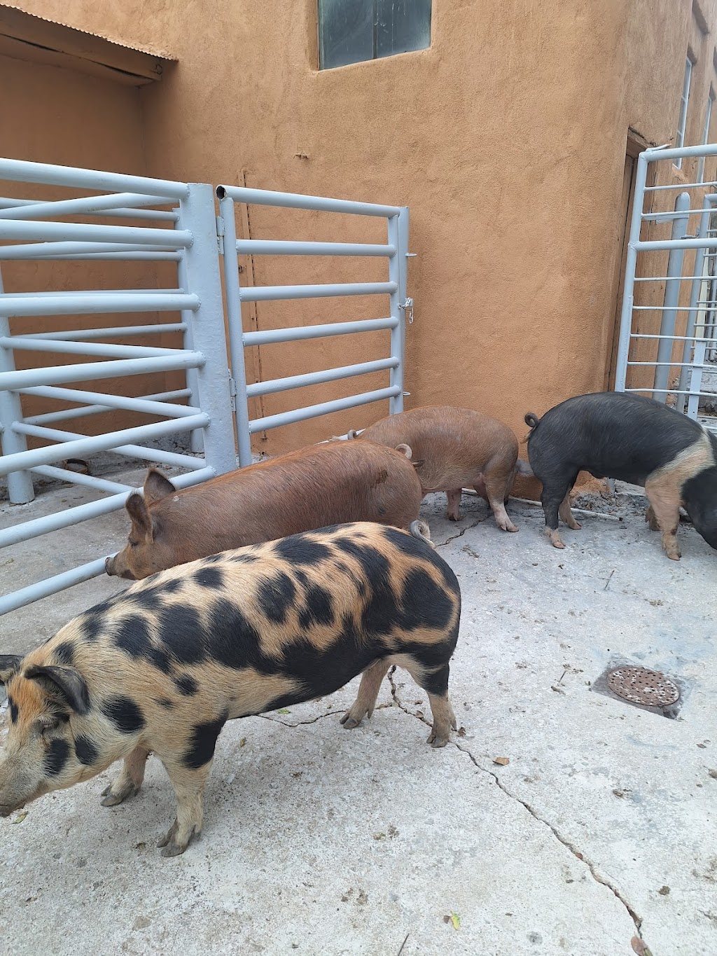 Burden Meats | 418 N Main St, Burden, KS 67019, USA | Phone: (620) 438-3000