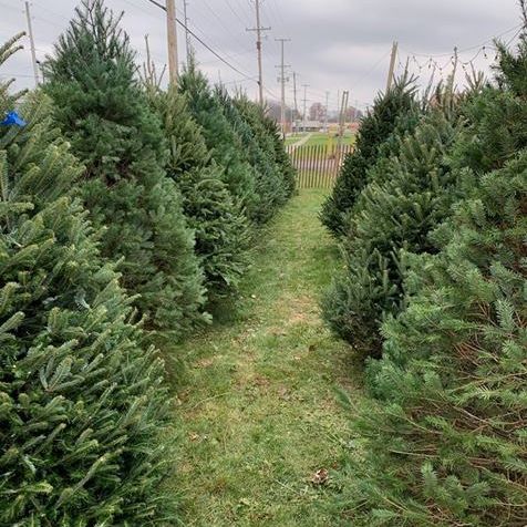 Ricks Christmas Trees | 401 Main St, Grafton, OH 44044, USA | Phone: (440) 346-7252