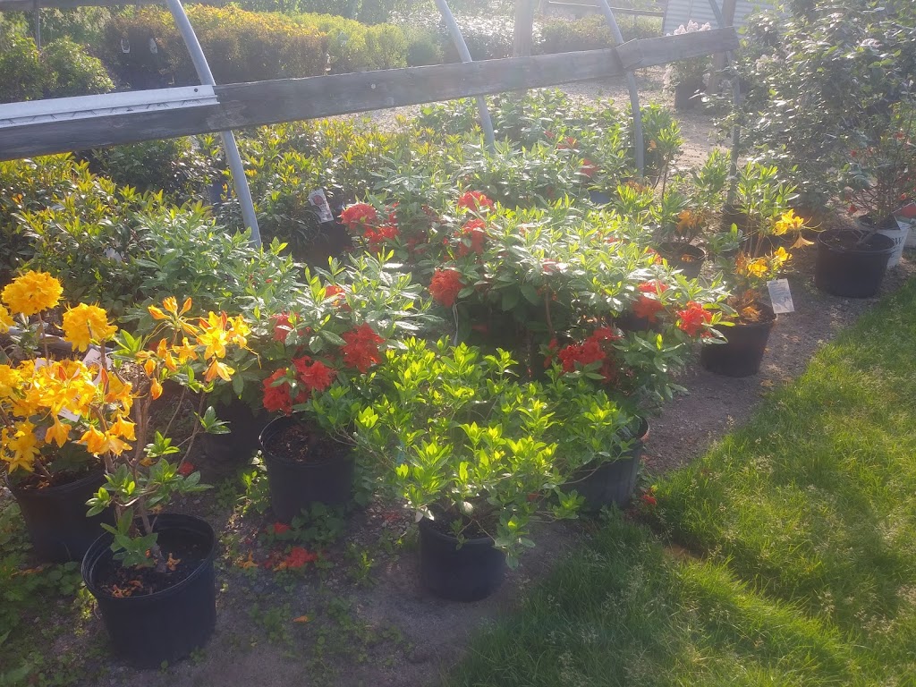 Hillside Nurseries & Florist | 823 Washington St, Franklin, MA 02038, USA | Phone: (508) 528-0038