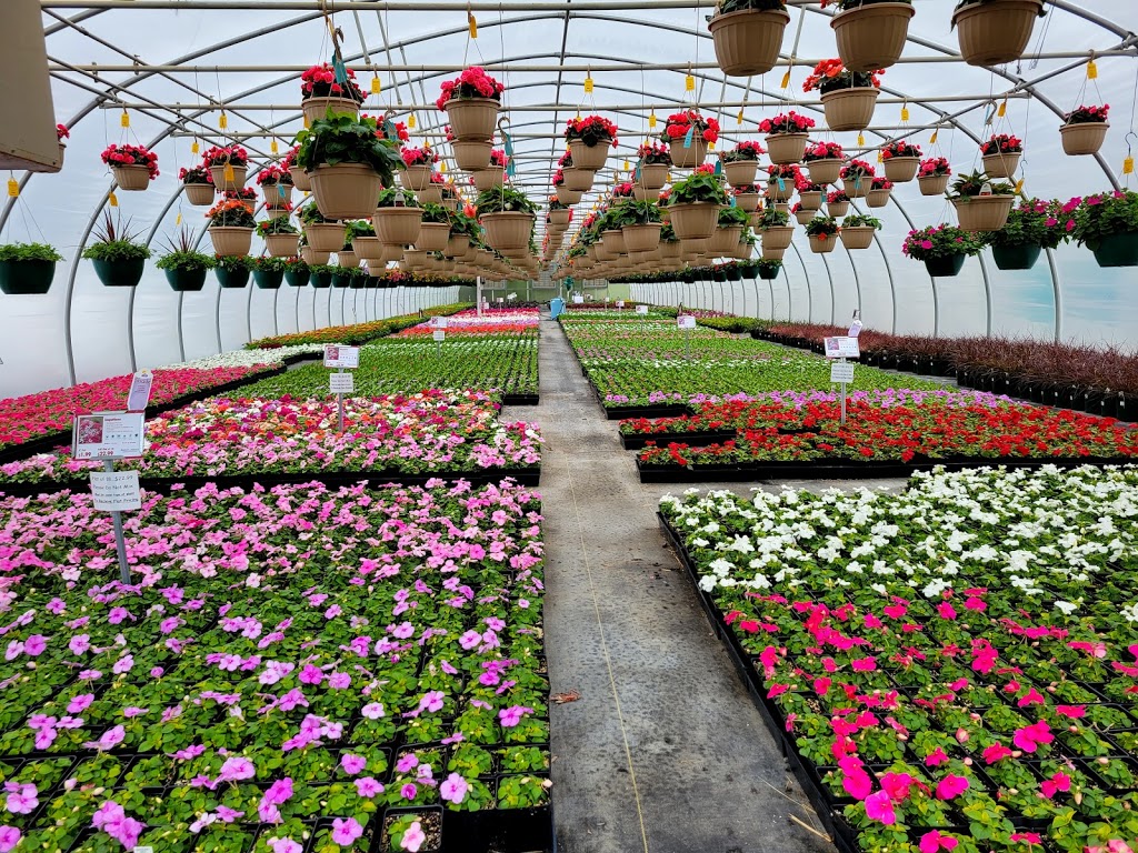 Baetens Nursery & Greenhouses | 364 Frogtown Rd, Union, KY 41091 | Phone: (859) 384-4769