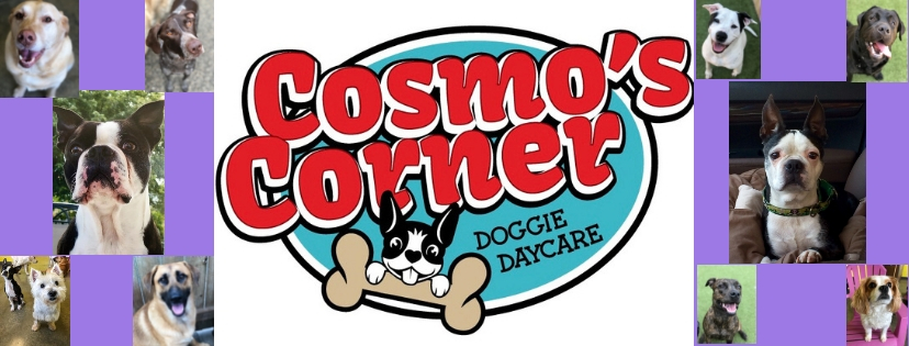 Cosmos Corner Doggie Day Care | 505 Central Dr, Virginia Beach, VA 23454, USA | Phone: (757) 457-7834