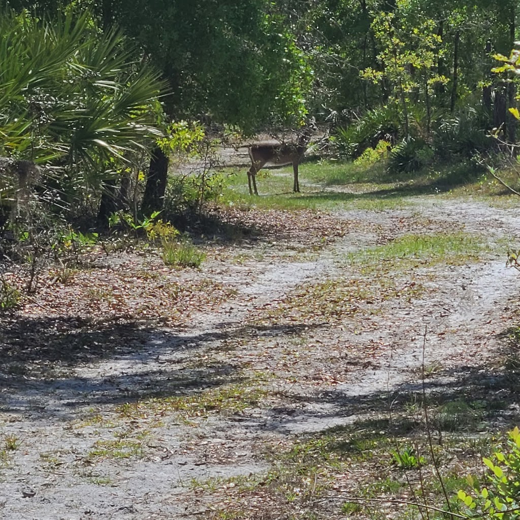 Black Creek Ravines Conservation Area | 5703 Green Rd, Middleburg, FL 32068, USA | Phone: (386) 329-4404