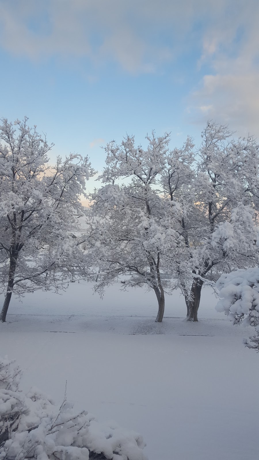 Reno Tahoe Equestrian Centre | 2455 Rhodes Rd, Reno, NV 89521, USA | Phone: (775) 720-3548