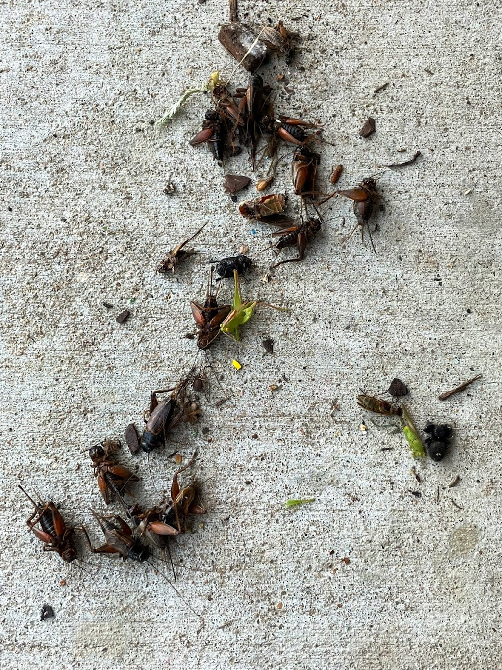 Crawford Pest Management LLC | 2908 W 93rd St S, Oktaha, OK 74450, USA | Phone: (918) 914-5817