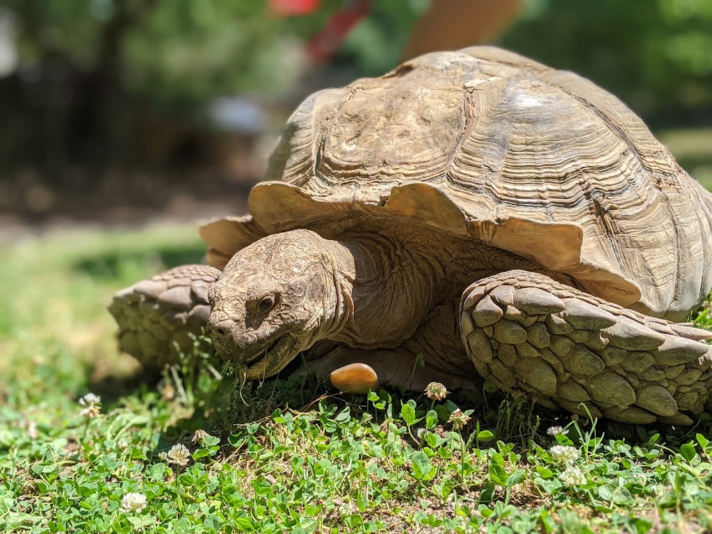 Animal Ed.ventures Sanctuary: Earth-Speak Park | 1489 Live Oak Rd, Coats, NC 27521, USA | Phone: (910) 897-1555