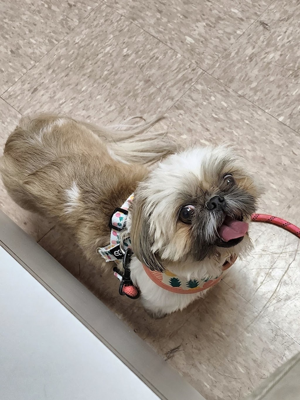 Southpaw Animal Health | 15421 N Dale Mabry Hwy, Tampa, FL 33618, USA | Phone: (813) 968-4025