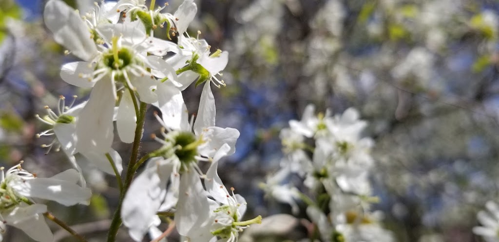 Royal Oak Arboretum | 920 W Windemere Ave, Royal Oak, MI 48073, USA | Phone: (248) 246-3180