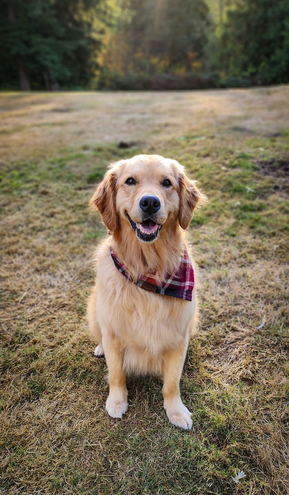 Bridge Animal Referral Center | 8401 Main St, Edmonds, WA 98026, USA | Phone: (425) 697-2272